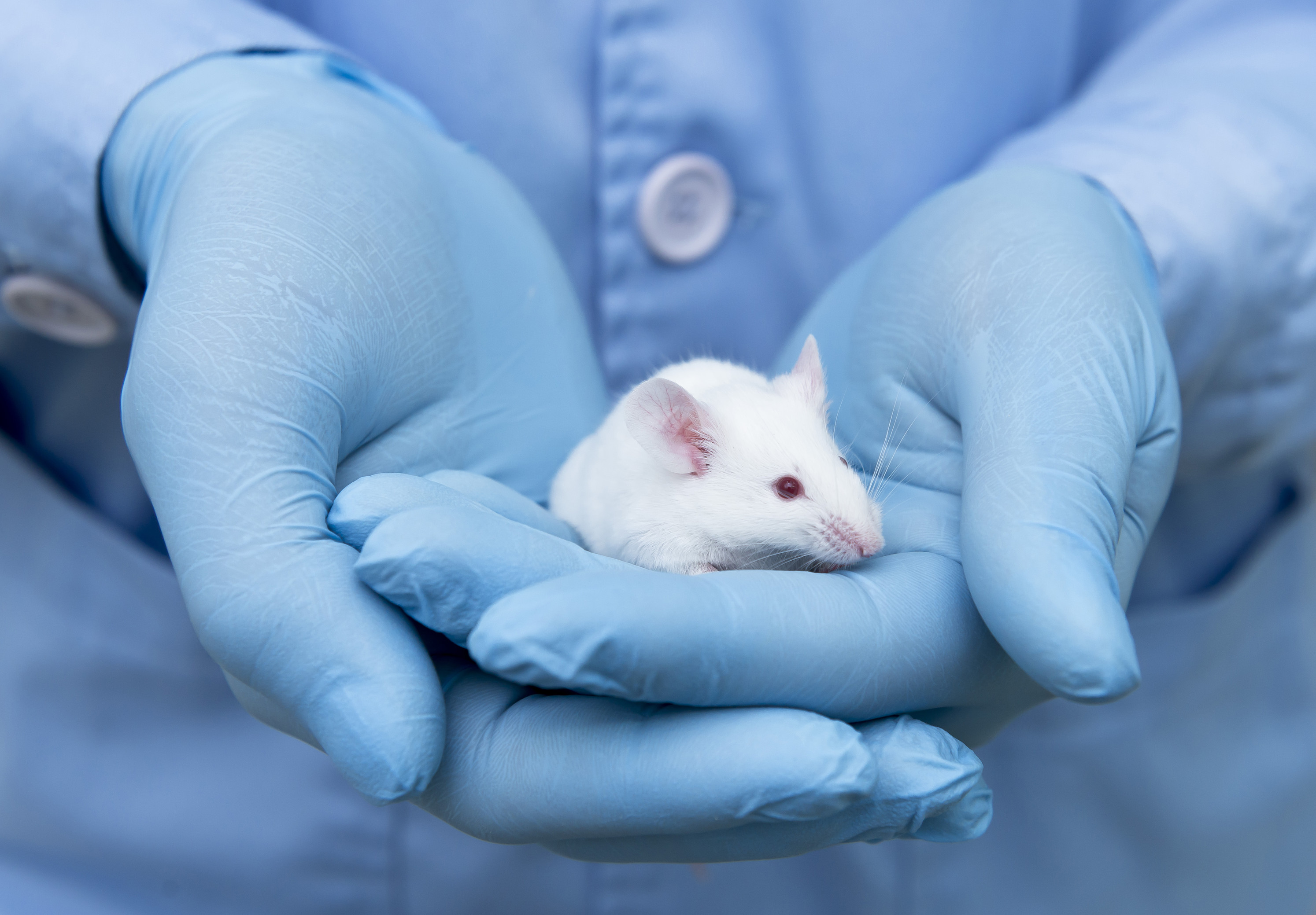 Hu-Immune™ Platform: Humanized Immune System Mouse Models