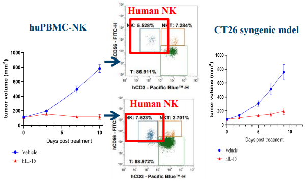Robust expansion of human NK cells in response to cytokine stimulation.