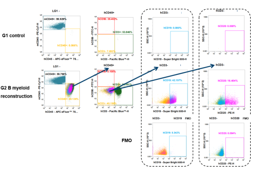 Fig.2 Robust human B cell reconstitution in huPBMC-B mice.