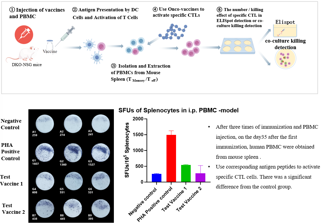 Fig.1 Antigen-specific human T-cell responses in a huPBMC-Mono model.
