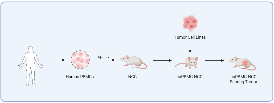 Schematic diagram of the huPBMC-NCG model establishment process.