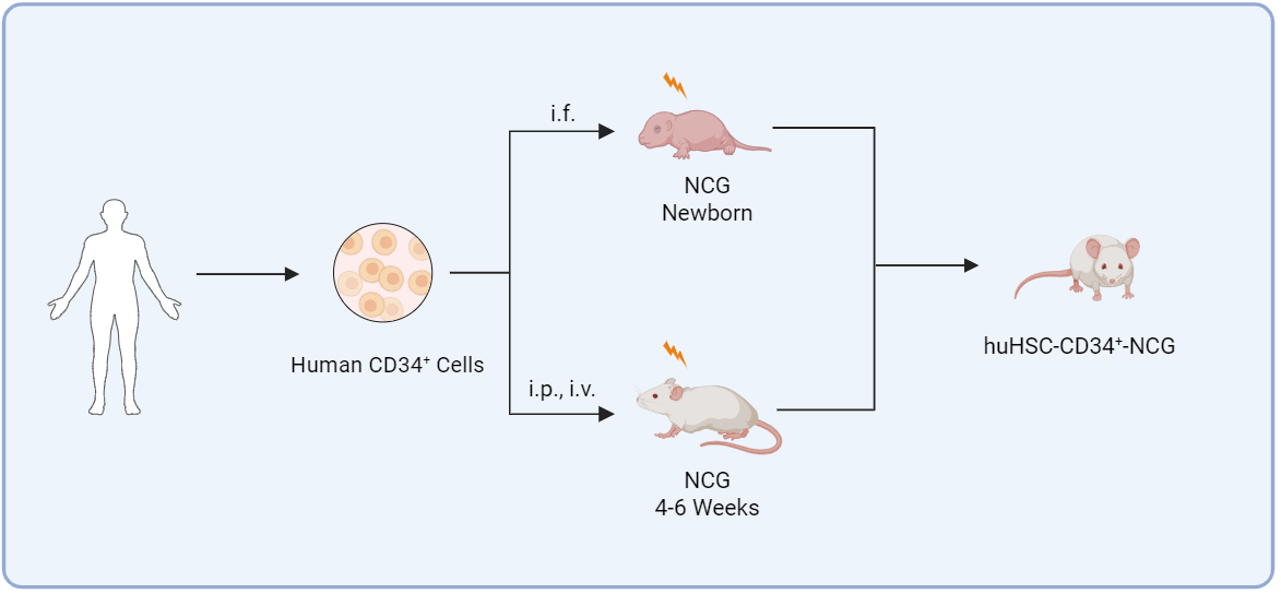 Fig.1 Schematic diagram of the huPBMC-NCG model establishment process.
