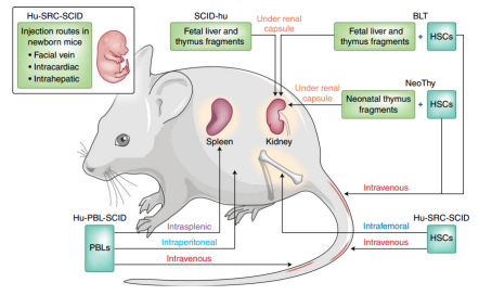 Fig. 1 Humanized mouse models. (Allen, T. M., et al., 2019)